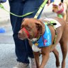 dog walk 2013-5059